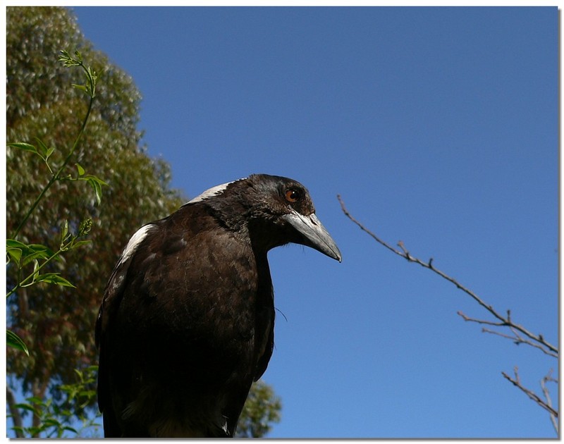 Young Australian magpie 3/4; DISPLAY FULL IMAGE.