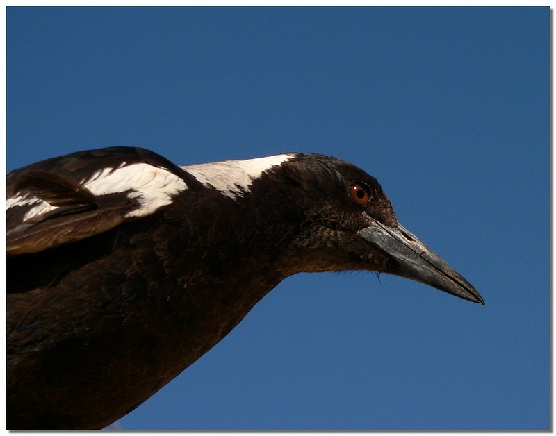 Young Australian magpie 4/4; DISPLAY FULL IMAGE.