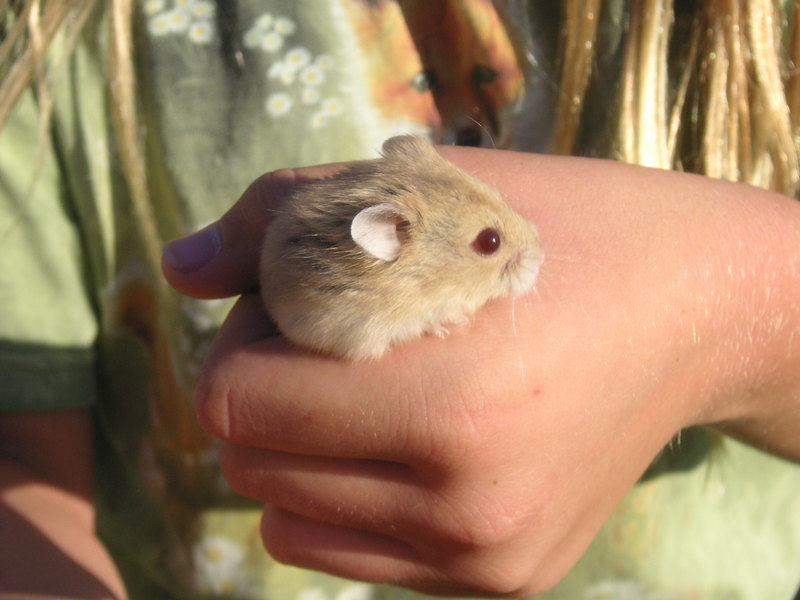 A dawrf hamster named Amber.; DISPLAY FULL IMAGE.