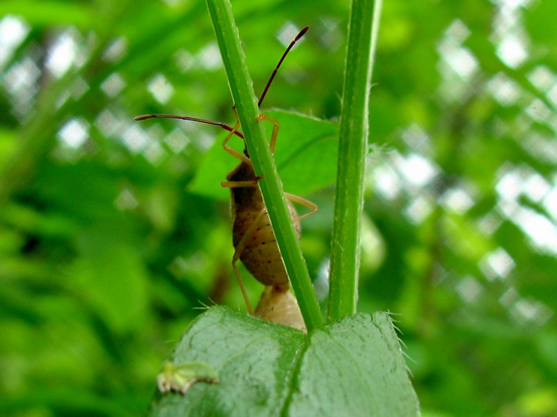 Mating Stinkbugs; DISPLAY FULL IMAGE.