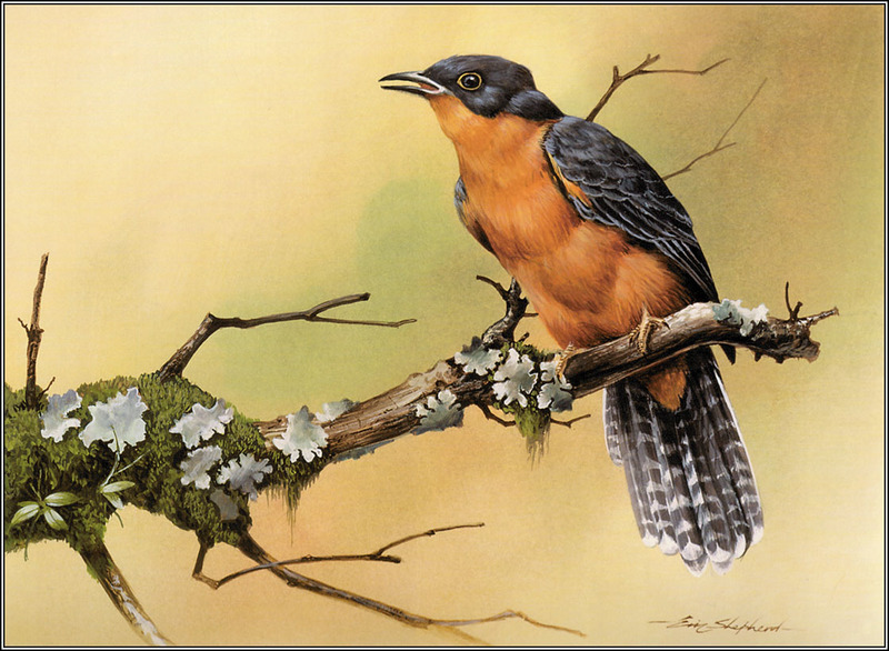 Eric Shepherd - Australian Birds 2007 - Chestnut-breasted Cuckoo; DISPLAY FULL IMAGE.