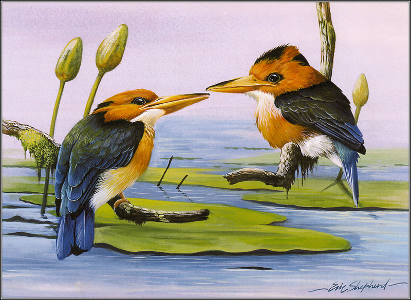 Eric Shepherd - Australian Birds 2007 - Yellow-Billed Kingfisher; DISPLAY FULL IMAGE.