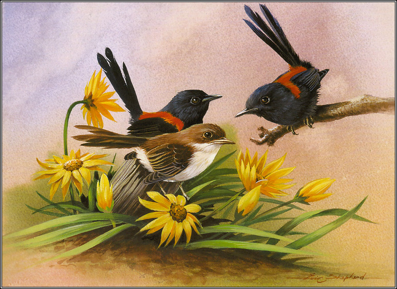 Eric Shepherd - Australian Birds 2007 - Red-Backed Wrens; DISPLAY FULL IMAGE.