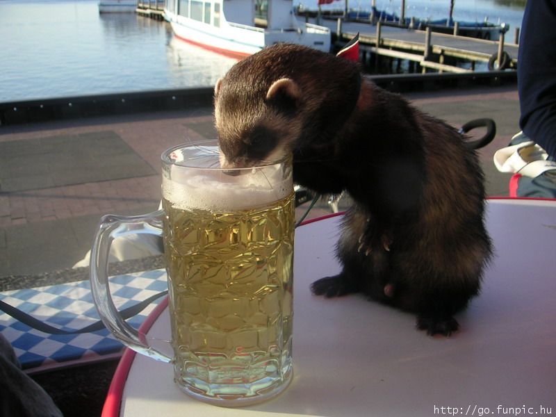 beer ferret; DISPLAY FULL IMAGE.