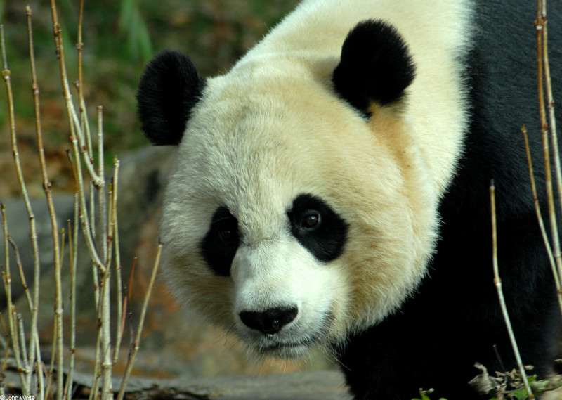 Giant Panda (Ailuropoda melanoleuca)18762; DISPLAY FULL IMAGE.