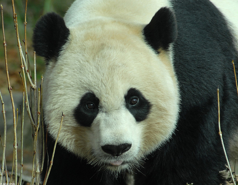 Giant Panda (Ailuropoda melanoleuca)18763; DISPLAY FULL IMAGE.