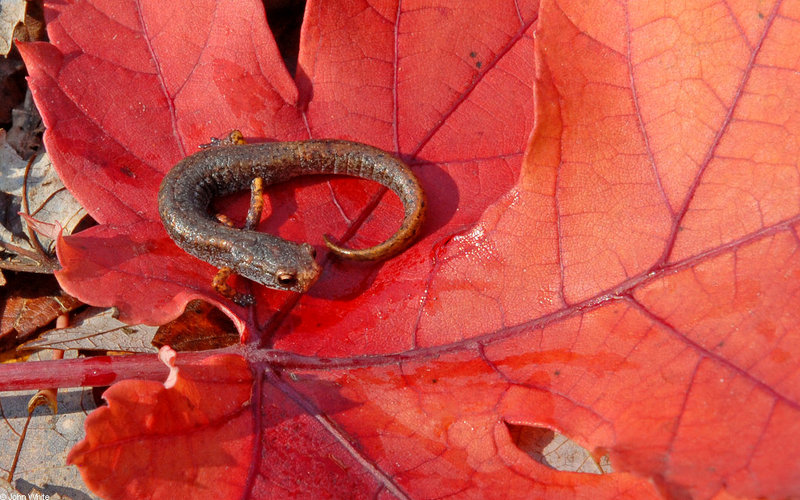 Four-toed Salamander (Hemidactylium scutatum)630; DISPLAY FULL IMAGE.