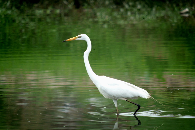 Egretta alba modesta (Large Egret) {!--중대백로-->; DISPLAY FULL IMAGE.