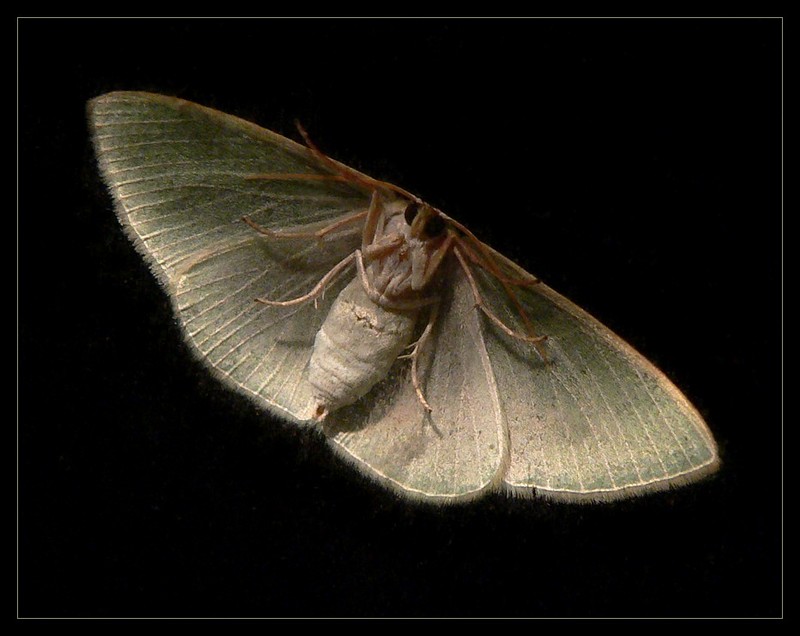 moth 1; DISPLAY FULL IMAGE.