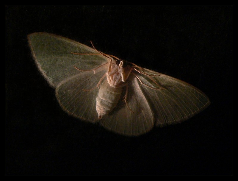 moth 2; DISPLAY FULL IMAGE.