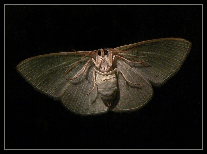 moth 3; DISPLAY FULL IMAGE.