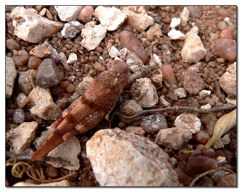 grasshopper camouflage 1; DISPLAY FULL IMAGE.