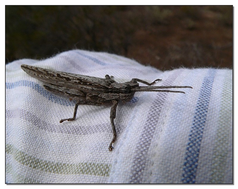 grasshopper camouflage 3; DISPLAY FULL IMAGE.