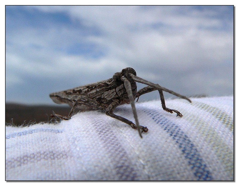 grasshopper camouflage 4; DISPLAY FULL IMAGE.