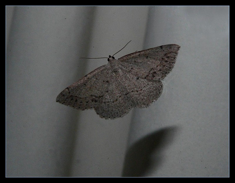 grey moth; DISPLAY FULL IMAGE.