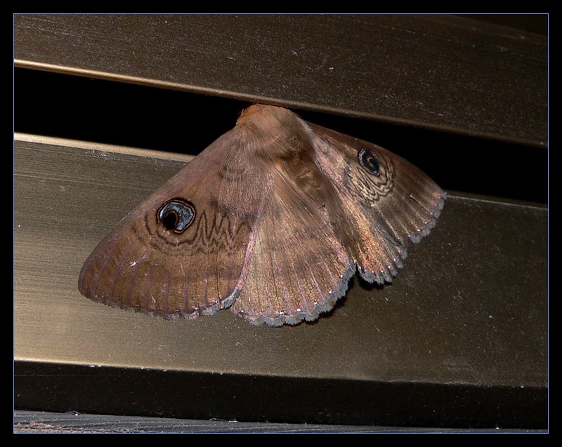 large moth; DISPLAY FULL IMAGE.