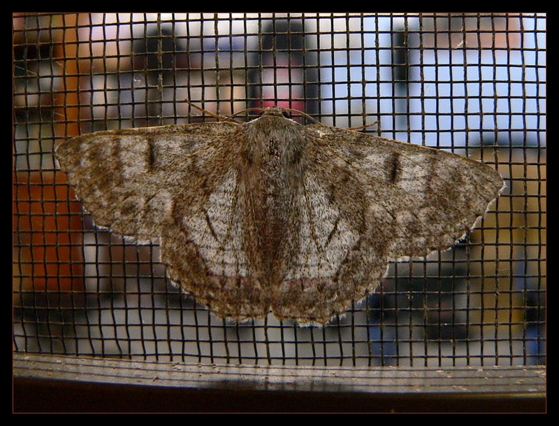 backlit moth; DISPLAY FULL IMAGE.