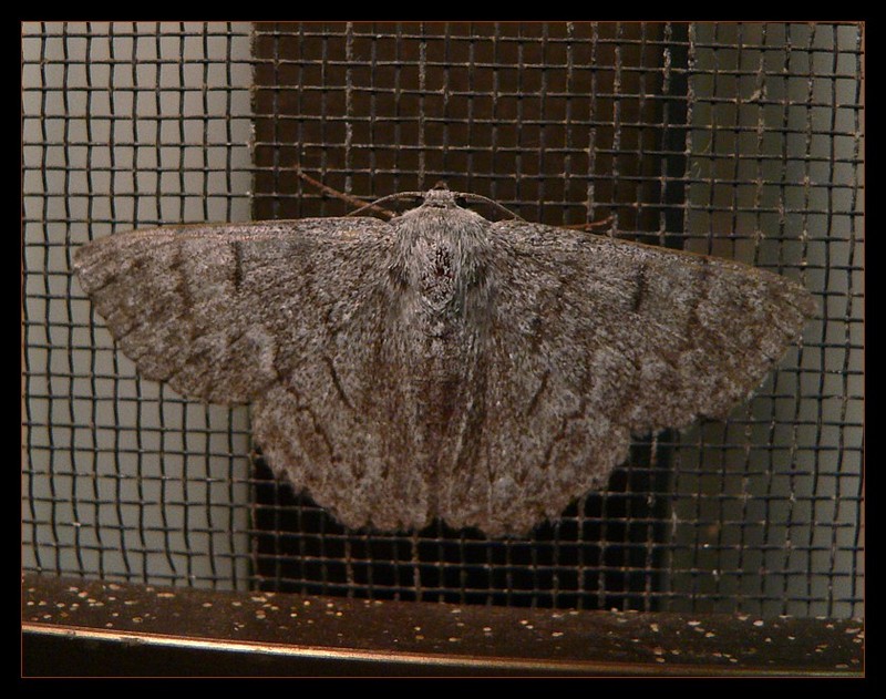 frontlit moth; DISPLAY FULL IMAGE.