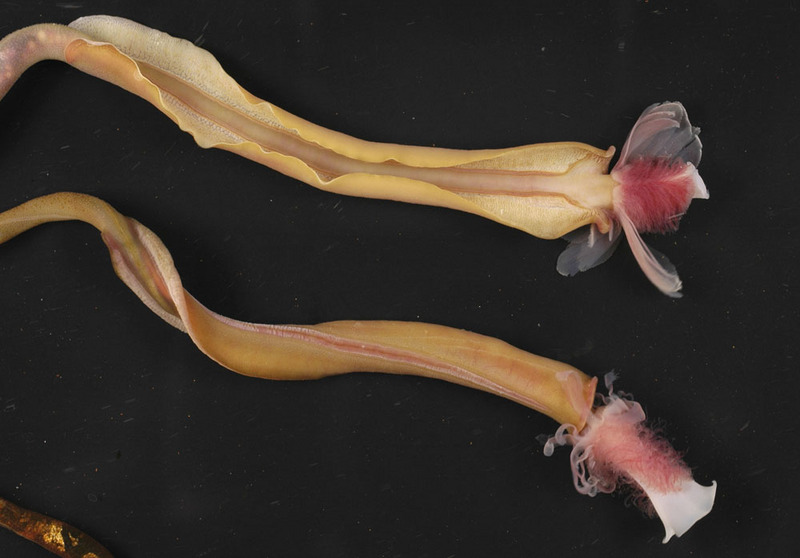 Extraordinary Life Found Around Deep-sea Gas Seeps [ScienceDaily 2006-11-29]; DISPLAY FULL IMAGE.