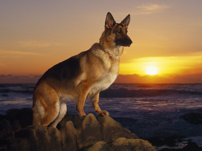 [Daily Photos] A Day at the Beach, German Shepherd; DISPLAY FULL IMAGE.