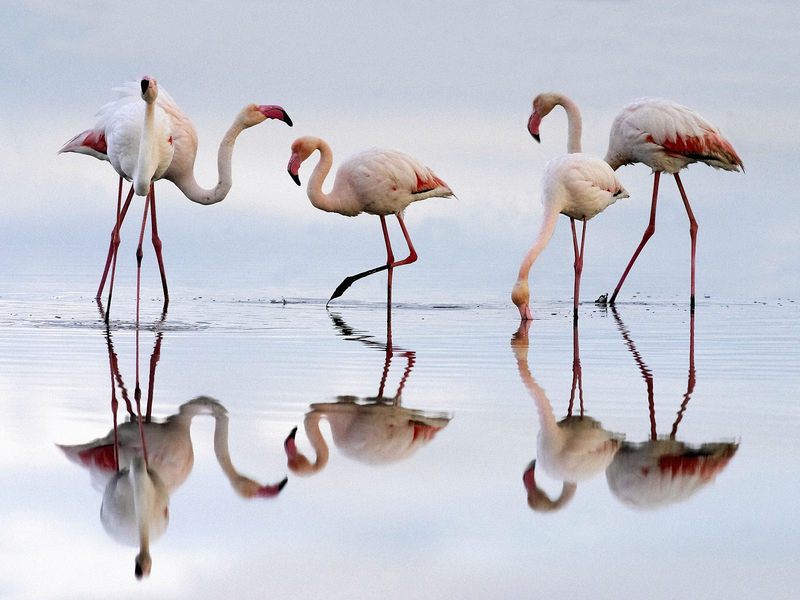 [Daily Photos] Greater Flamingos, Fuente de Piedra Lagoon, Spain; DISPLAY FULL IMAGE.