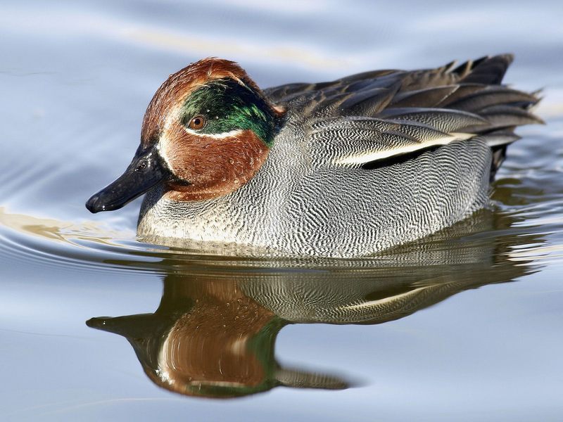 [Daily Photos] Green-Winged Teal; DISPLAY FULL IMAGE.