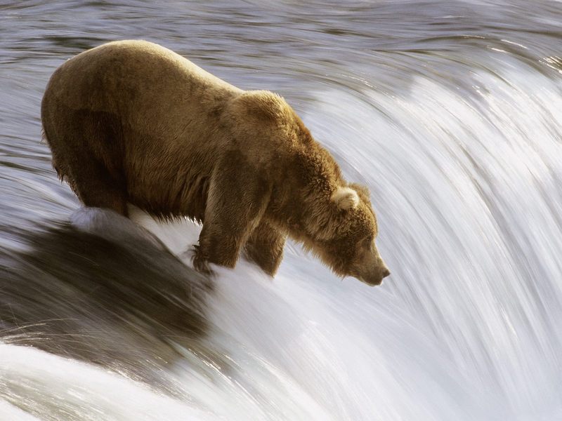 [Daily Photos] Grizzly Bear Fishing in the Brooks River, Katmai National Park, Alaska; DISPLAY FULL IMAGE.