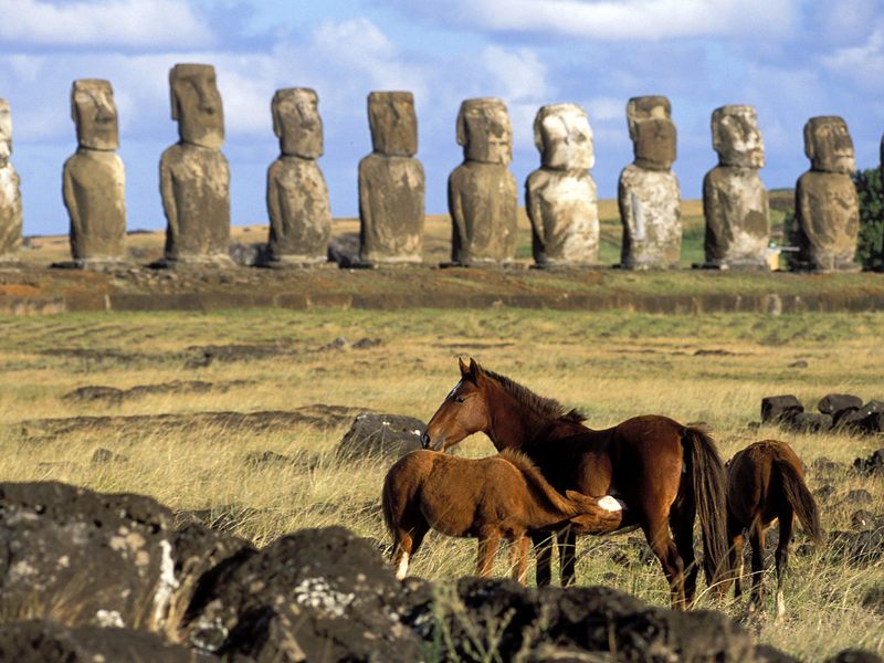 [Daily Photos] Horses of Easter Island, Chile; DISPLAY FULL IMAGE.