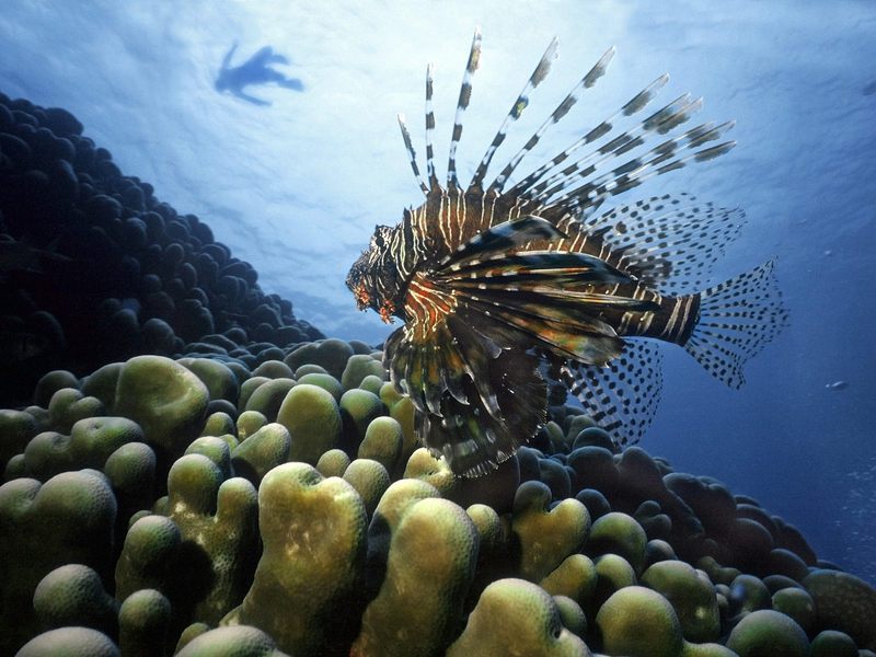 [Daily Photos] Lionfish, Pacific Ocean; DISPLAY FULL IMAGE.