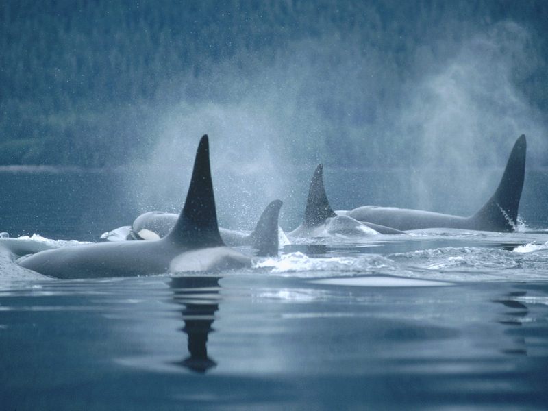 [Daily Photos] Orca Group Surfacing Johnstone Straits, British Columbia Canada; DISPLAY FULL IMAGE.