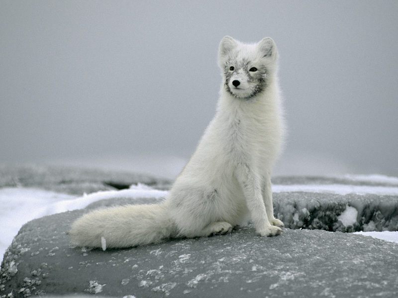 [Daily Photos] Portrait of an Arctic Fox in Winter Coat, Canada; DISPLAY FULL IMAGE.