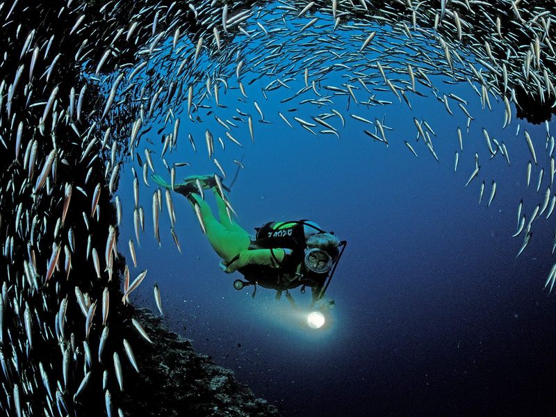 [Daily Photos] Scuba Diving Near Ari Atoll, Indian Ocean; DISPLAY FULL IMAGE.