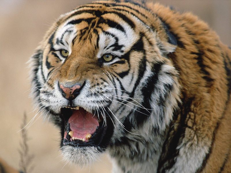 [Daily Photos] Snarling Siberian Tiger, Russia; DISPLAY FULL IMAGE.