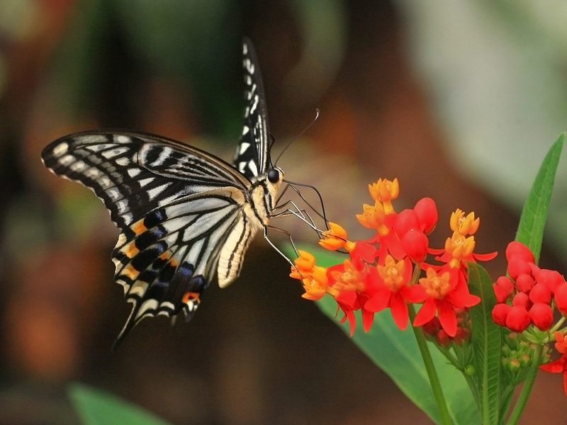 [Daily Photos] Tiger Swallowtail; DISPLAY FULL IMAGE.