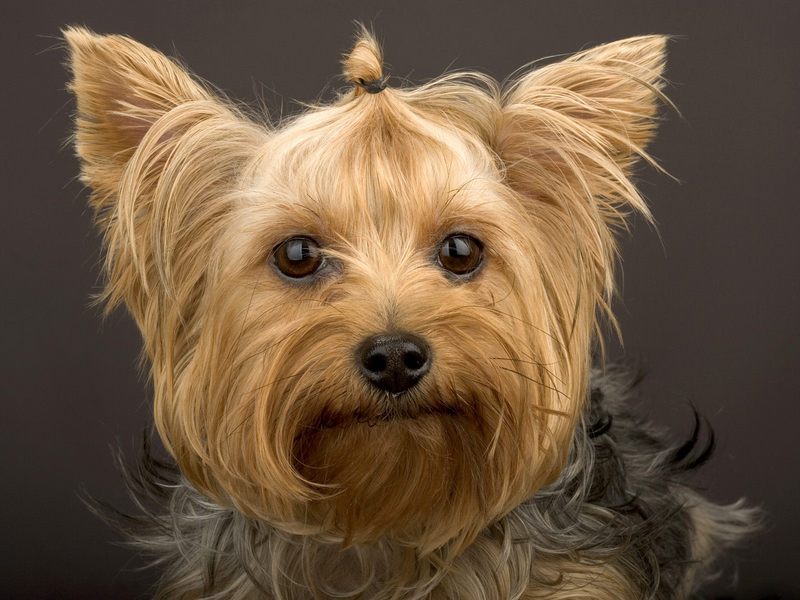 [Daily Photos] Yorkshire Terrier; DISPLAY FULL IMAGE.