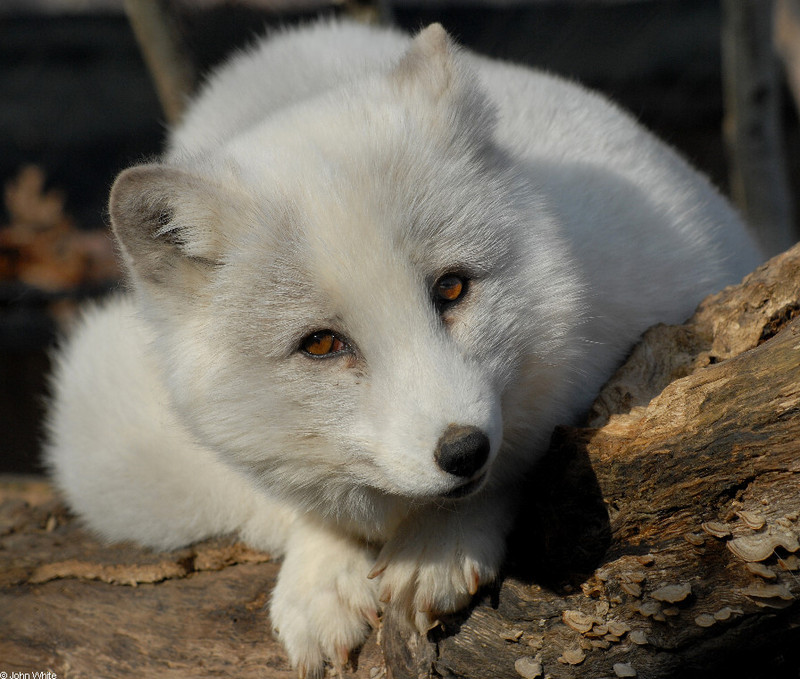 Beauty and -- Arctic fox (Alopex lagopus); DISPLAY FULL IMAGE.