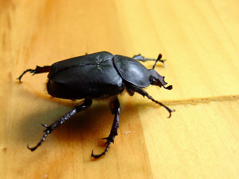 Beetle {!--이름모를 검은색 풍뎅이, 참검정풍뎅이???-->; DISPLAY FULL IMAGE.