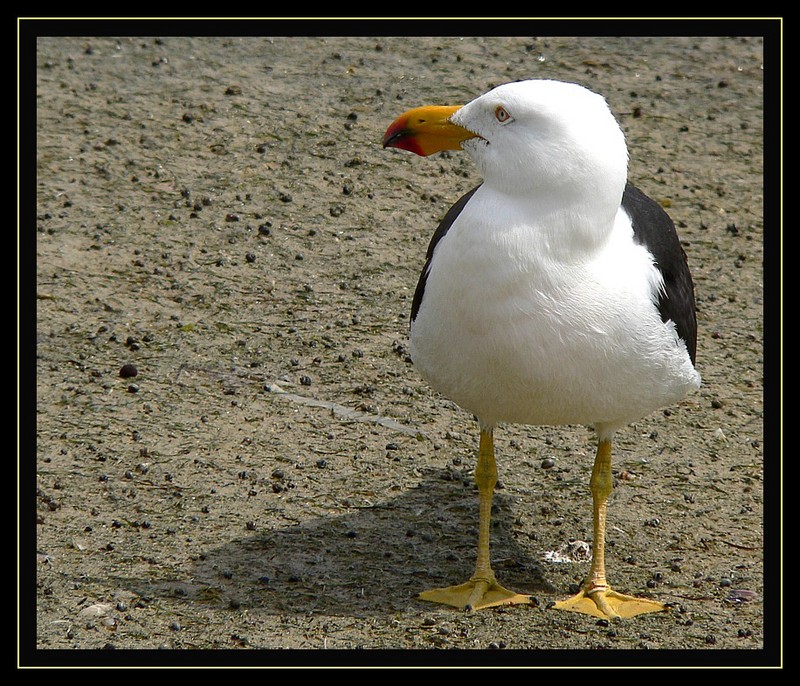 pacific gull; DISPLAY FULL IMAGE.