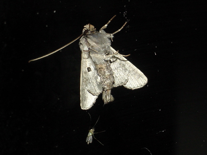 Moth {!--이름모를 나방 종류-->; DISPLAY FULL IMAGE.