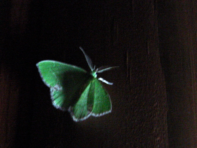 Moth {!--이름모를 나방 종류-->; DISPLAY FULL IMAGE.