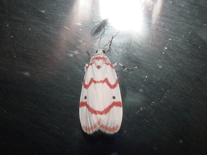 Moth {!--불나방 종류로 보이는 이름모를 나방-->; DISPLAY FULL IMAGE.
