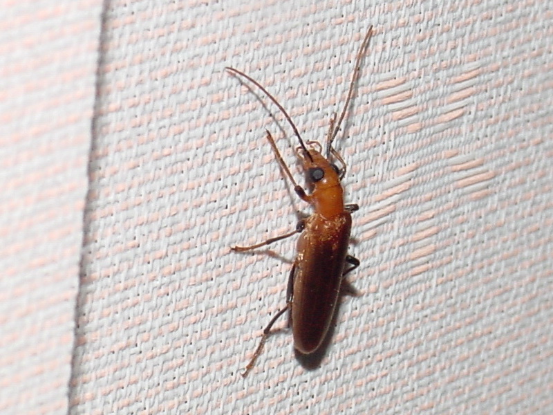 Soldier Beetle {!--병대벌레 종류-->; DISPLAY FULL IMAGE.