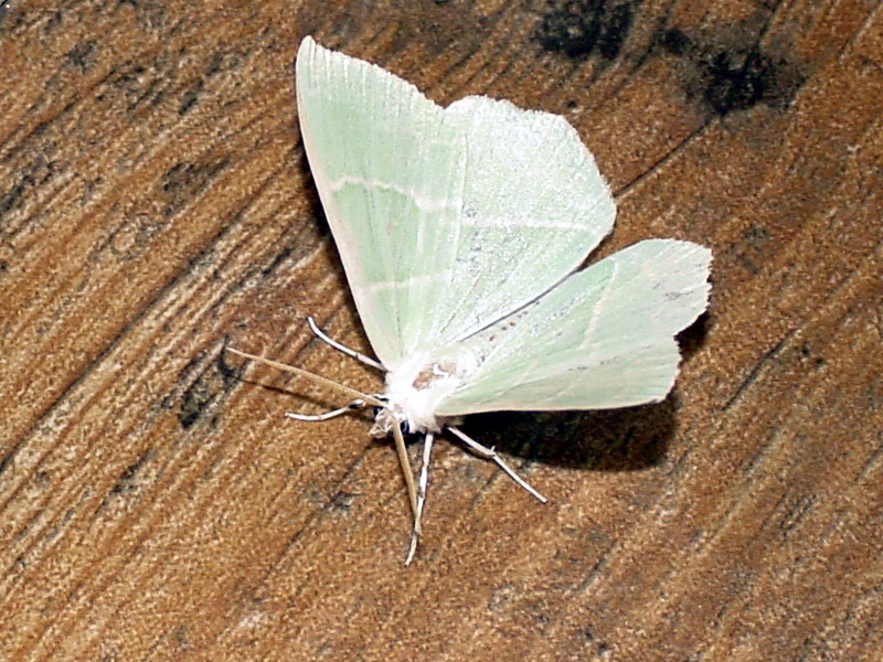 Moth with jade green color {!--이름모를 옥색 나방 종류-->; DISPLAY FULL IMAGE.