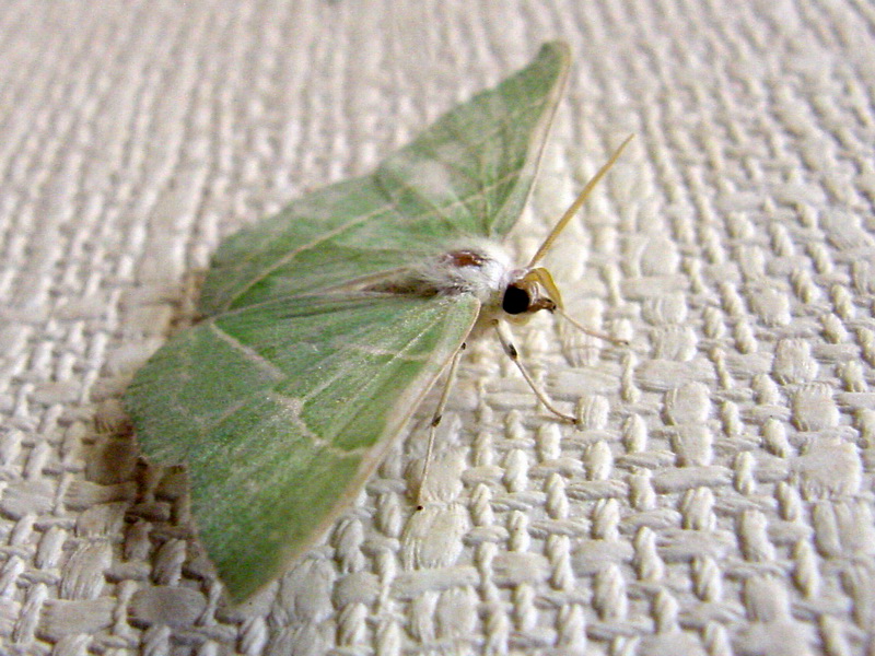 Moth with jade green color {!--이름모를 옥색 나방 종류-->; DISPLAY FULL IMAGE.