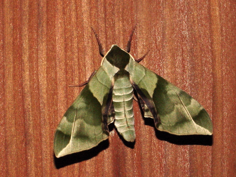 Callambulyx tatarinovii (Green Sphinx Moth) {!--녹색박각시-->; DISPLAY FULL IMAGE.