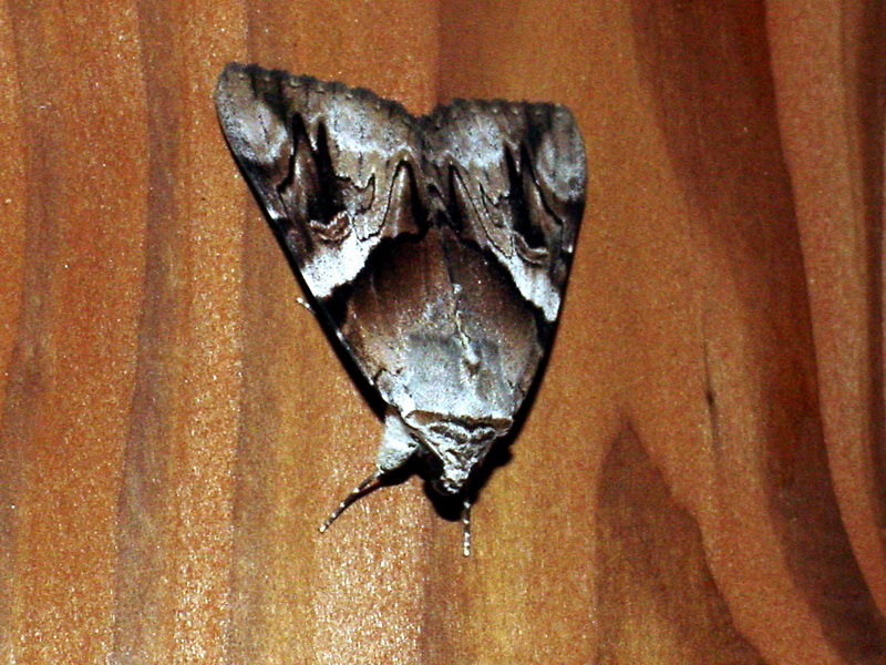 Moth {!--이름모를 나방 종류; 자나방? 명나방?-->; DISPLAY FULL IMAGE.