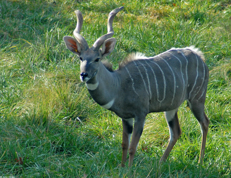 Lesser Kudu (Tragelaphus imberbis australis)582; DISPLAY FULL IMAGE.