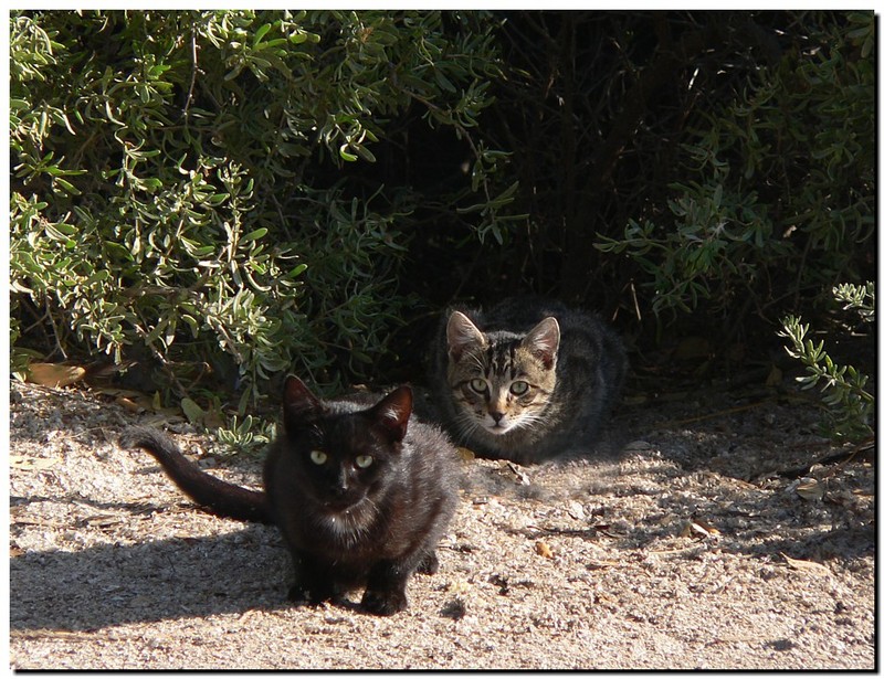 Feral kittens; DISPLAY FULL IMAGE.