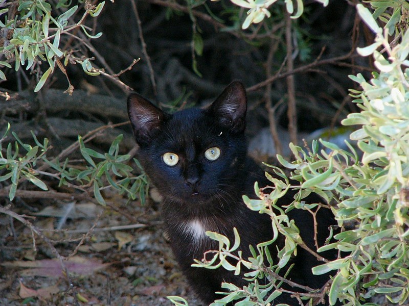 Feral kitten; DISPLAY FULL IMAGE.