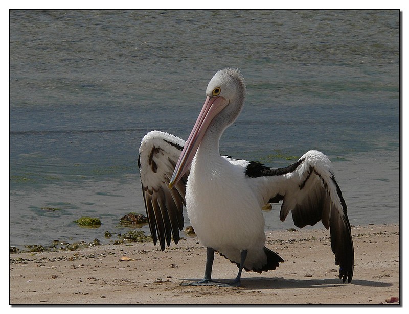 cooling off (Australian pelican); DISPLAY FULL IMAGE.